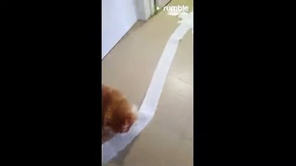 One of these cats is guilty of making a huge mess (2)