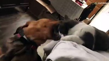 Watch this kitty politely ask the dog for more playtime (2)