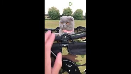 Watch this cat repeatedly give out high-fives (2)