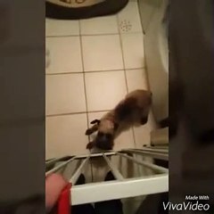 Puppy gives emotional reaction to owner's return home