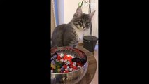 Curious kitten steals from a bowl of candy (2)