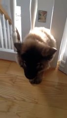 Dog realizes she's no longer a puppy