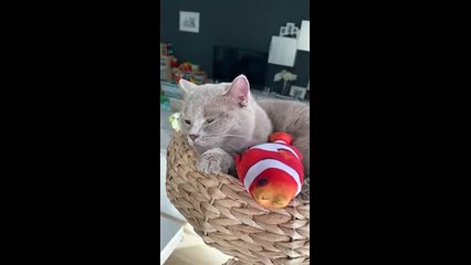 Watch how sweetly this cat plays with his favorite toy (2)