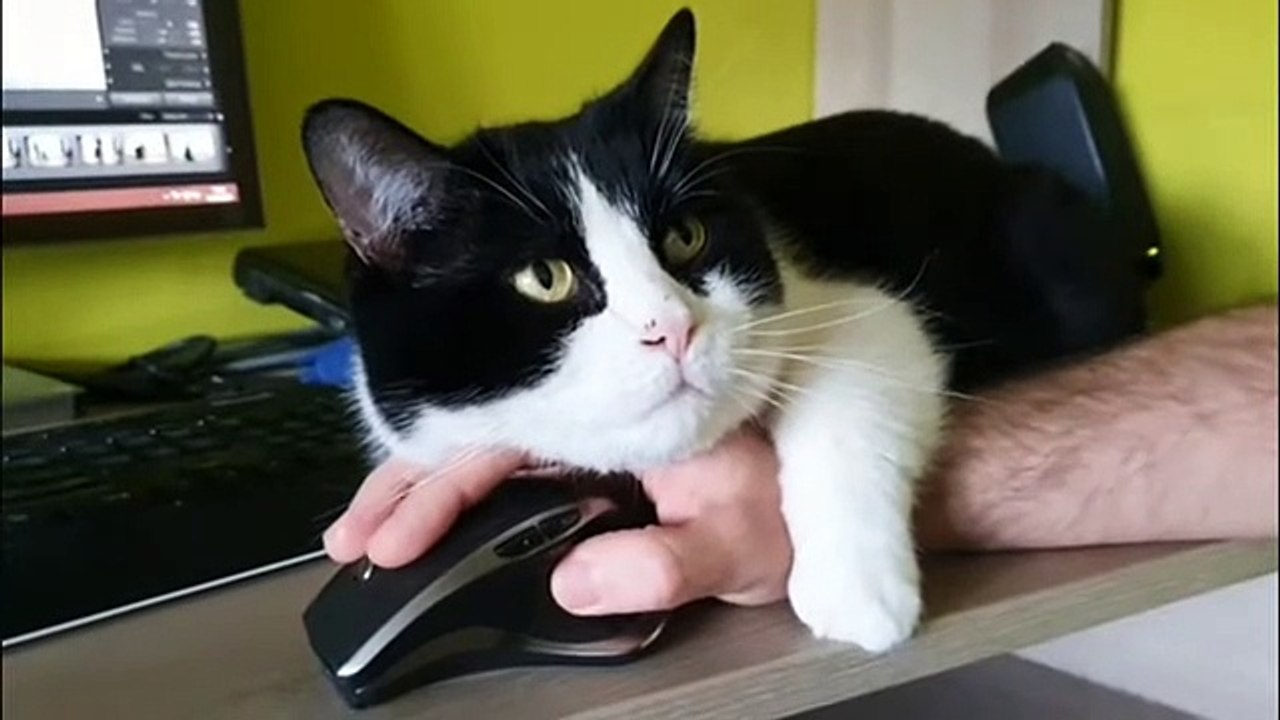 Working from home is nice when you have this kitty