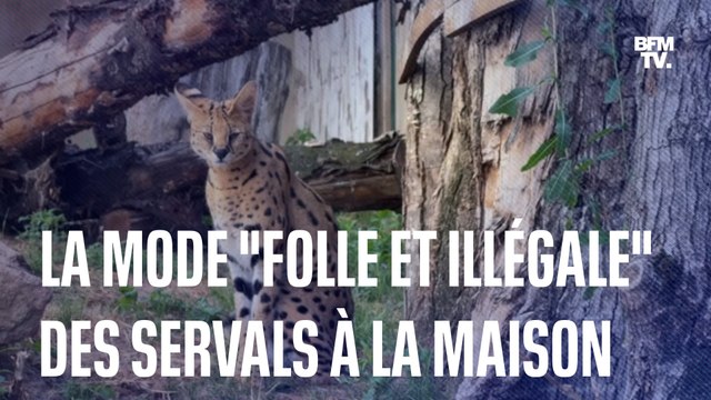 La mode folle et illégale des servals à la maison