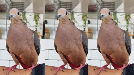 Kimchi Patricio: la paloma adoptada que te robará el corazón