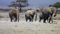 Elephants family travelling over African plains