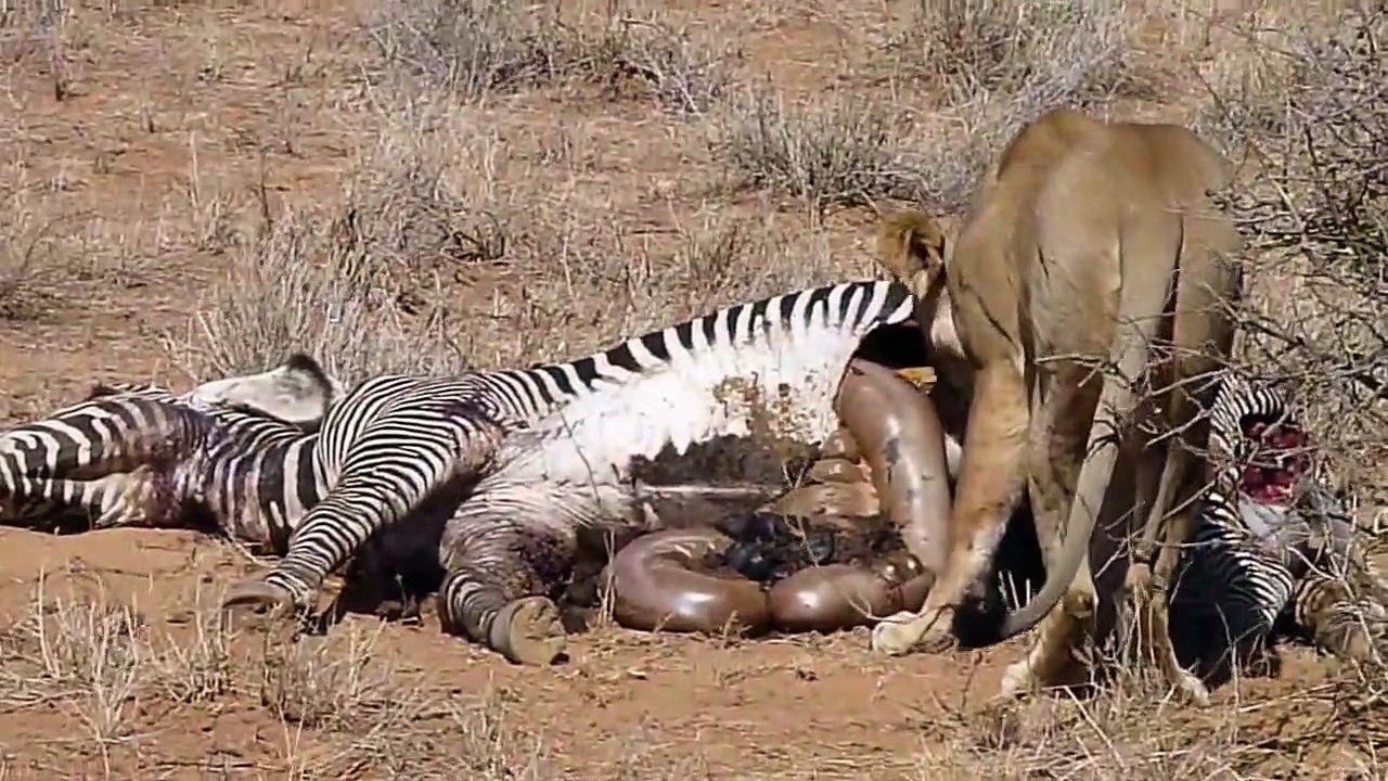 Lion eating zebra guts
