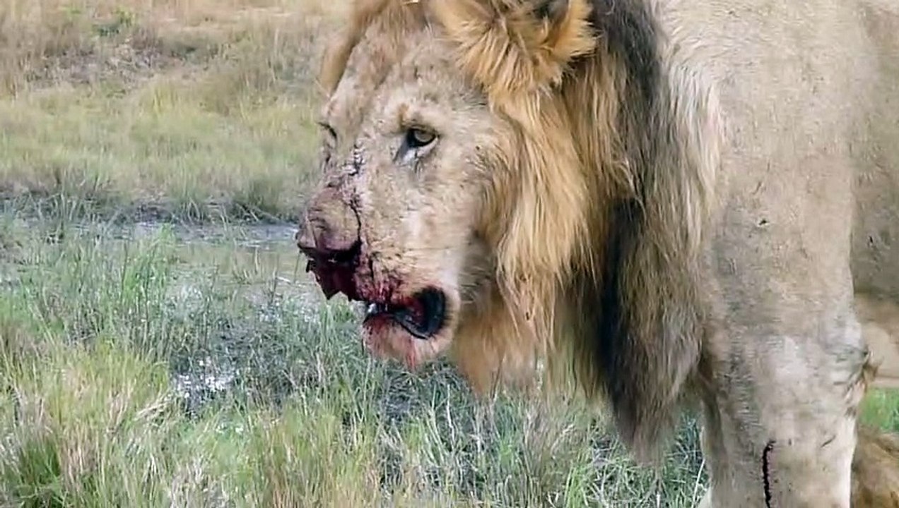 Lion Fight - Part V