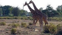 Fighting giraffes