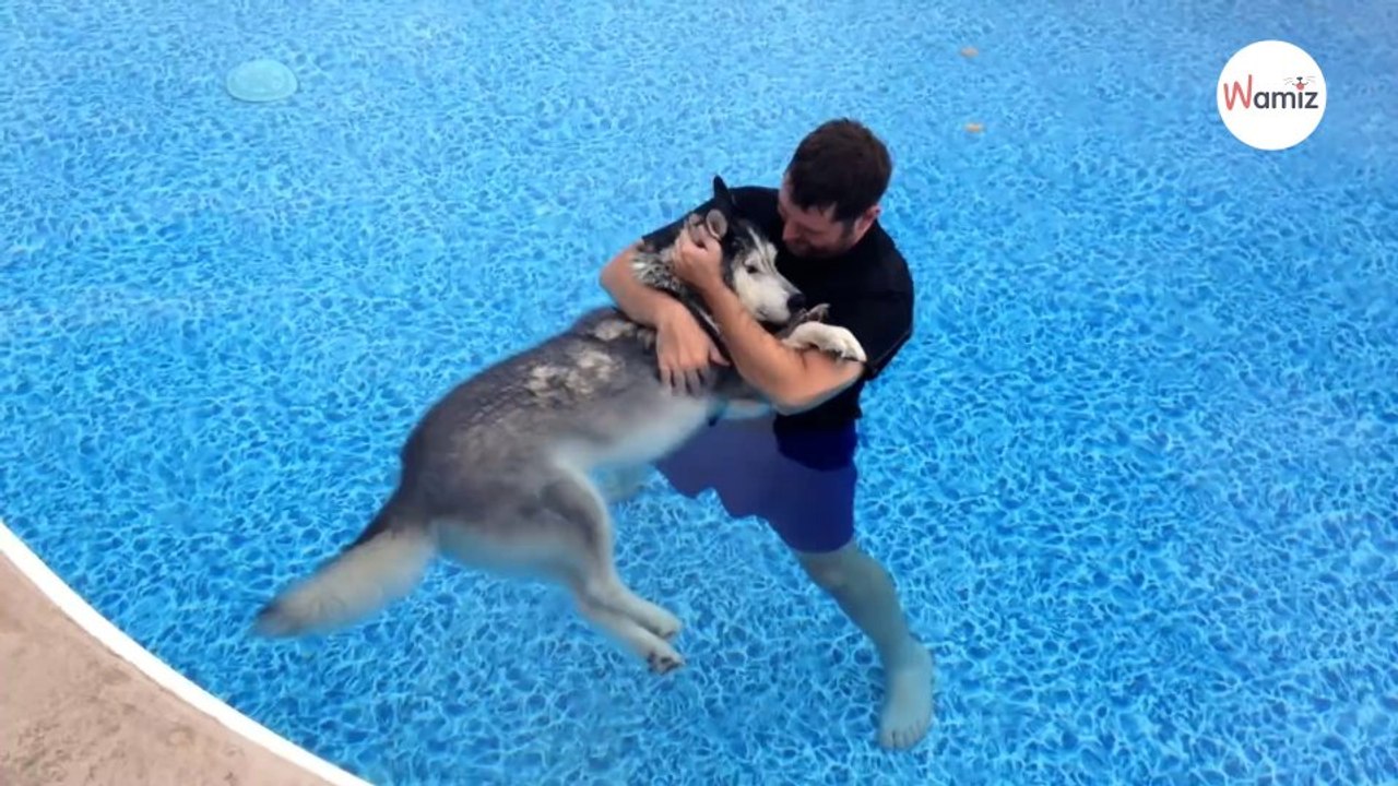 Mann steigt mit gelähmtem Husky in den Pool: Was folgt, ist mit Worten nicht zu beschreiben!