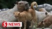 Unique cat-capybara friendship a big visitor draw at Zoo Negara