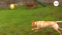 Hund buddelt im Garten und findet extrem seltenen Schatz (Video)