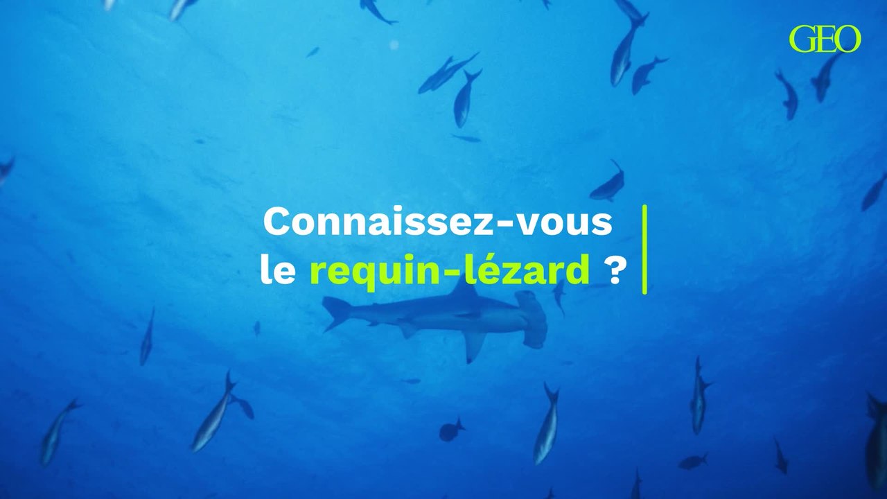 Connaissez-vous le requin-lézard ?