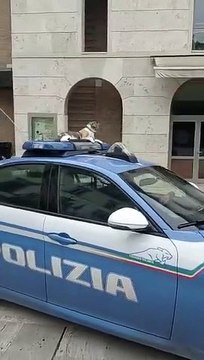 Poggibonsi, il giro di Romina sul tetto della Volante della Polizia per la festa del gatto