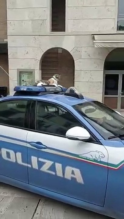 Poggibonsi, il giro di Romina sul tetto della Volante della Polizia per la festa del gatto