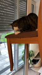 Kitty Gets a Lift Down