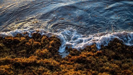 ¿Qué es el sargazo y por qué su aumento supone un riesgo para la salud, el medio ambiente y la economía?