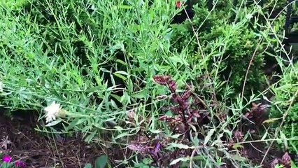 বাংলা চটি গল্প: পাহাড়ি নিমের উন্নত প্রজাতির বিস্তারিত পর্যালোচনা 🌿