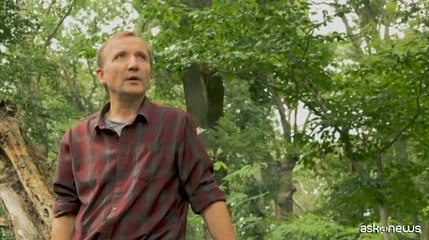 Nel Palazzo di Sanssouci a Potsdam muoiono centinaia di alberi