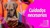 Buena Vibra | Atención y cuidado de las mascotas