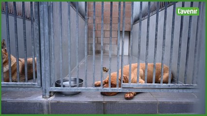 File d’attente à la SRPA de Liège : les vacances sont une période critique