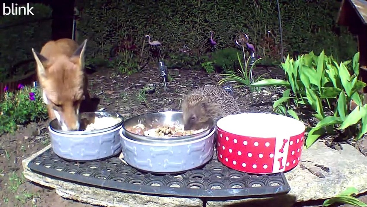 Des amis improbables partagent un repas