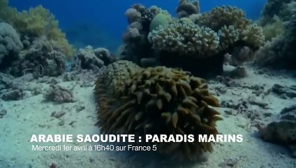 L'incroyable étoile de mer zombie - ZAPPING SAUVAGE 23 (2)