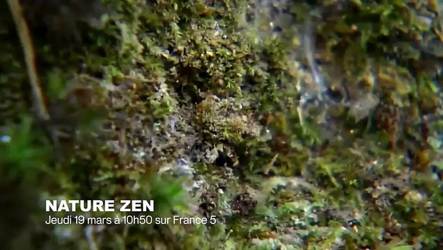 Danse lémuriens très drôle - ZAPPING SAUVAGE 21 (2)