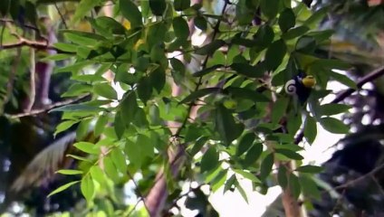 Les moutons savent-ils écrire  - ZAPPING SAUVAGE 31