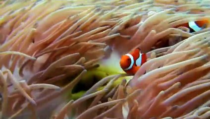 Nemo à l'origine d'un désastre  - ZAPPING SAUVAGE 41