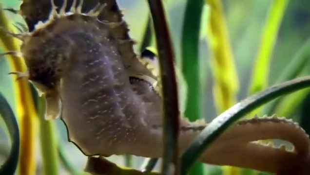 Naissance de bébés hippocampes en direct (très beau) - ZAPPING SAUVAGE 44