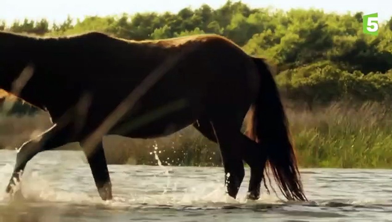 Rescapé d'un naufrage, ce cheval est devenu sauvage - ZAPPING SAUVAGE 65