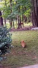 Quand votre chat domestique pense qu'il est un lion féroce