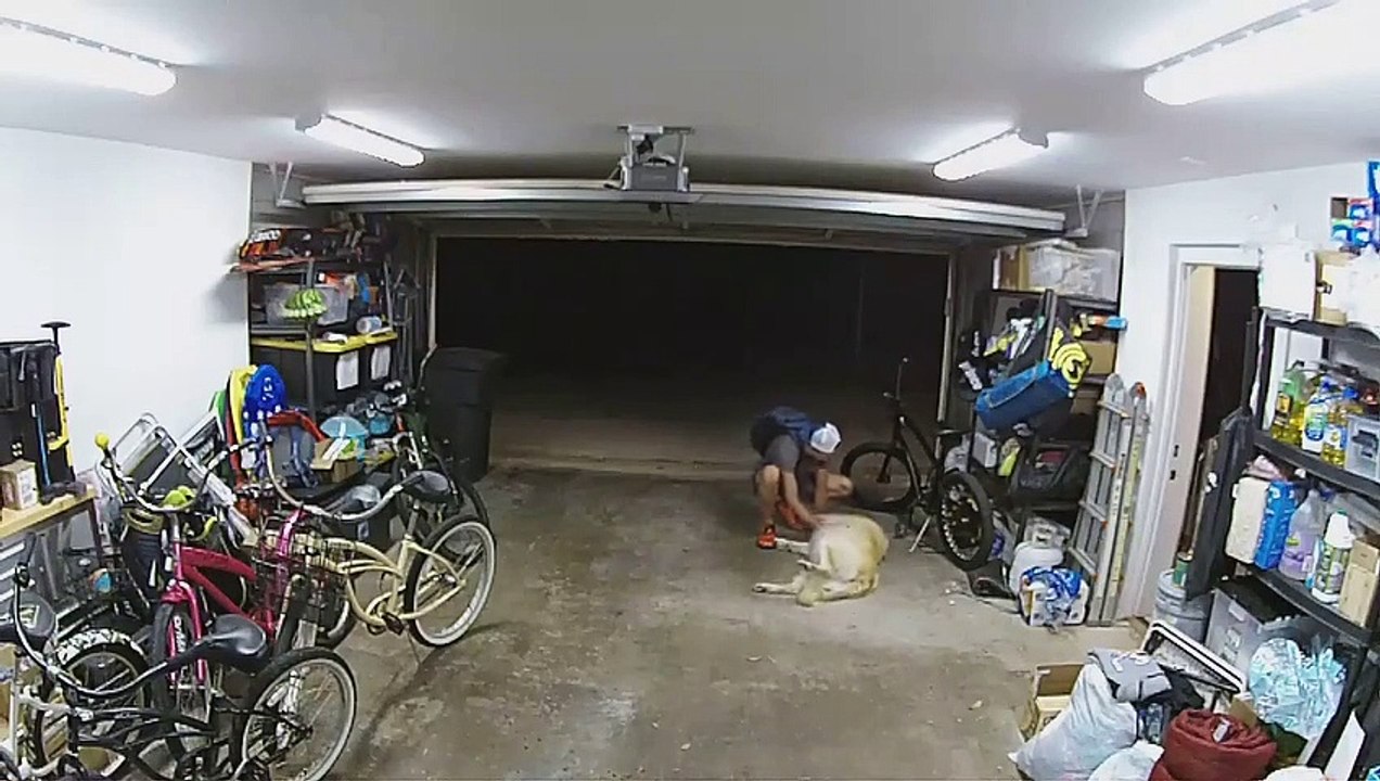 Ladrão interrompe furto para acariciar cachorro: 'Você é tão legal'