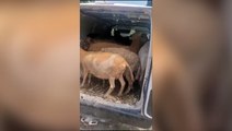 Stolen farm animals discovered crammed into back of van