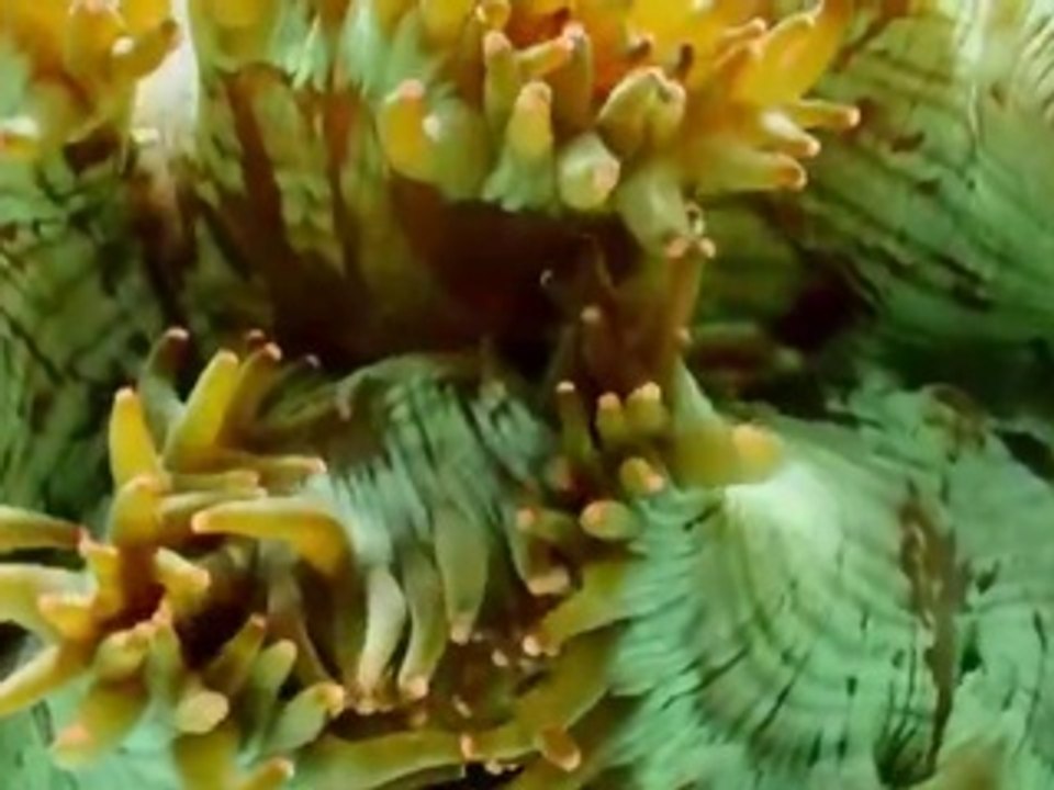 ZAPPING SAUVAGE - BEST OF 2014 - ZAPPING ANIMAUX