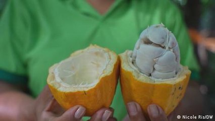 Giving Brazil's rainforest a break from mass exploitation