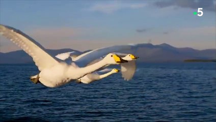 Viens planer avec ce cygne, c'est si bon - ZAPPING SAUVAGE