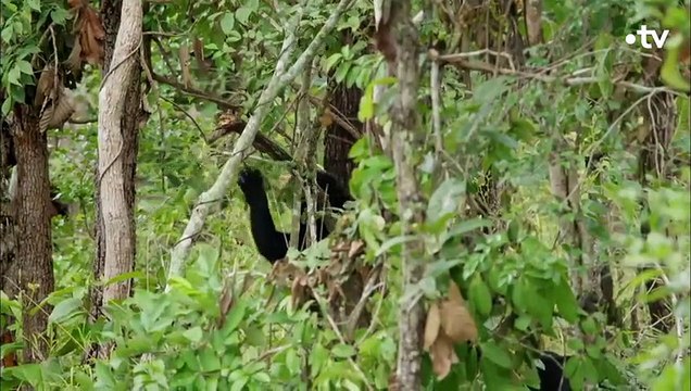 Voici le plus petit ours du monde (avec un gros cerveau !) - ZAPPING SAUVAGE