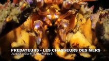 Vidéo très rare  un poisson au crâne transparent ! - ZAPPING SAUVAGE 36