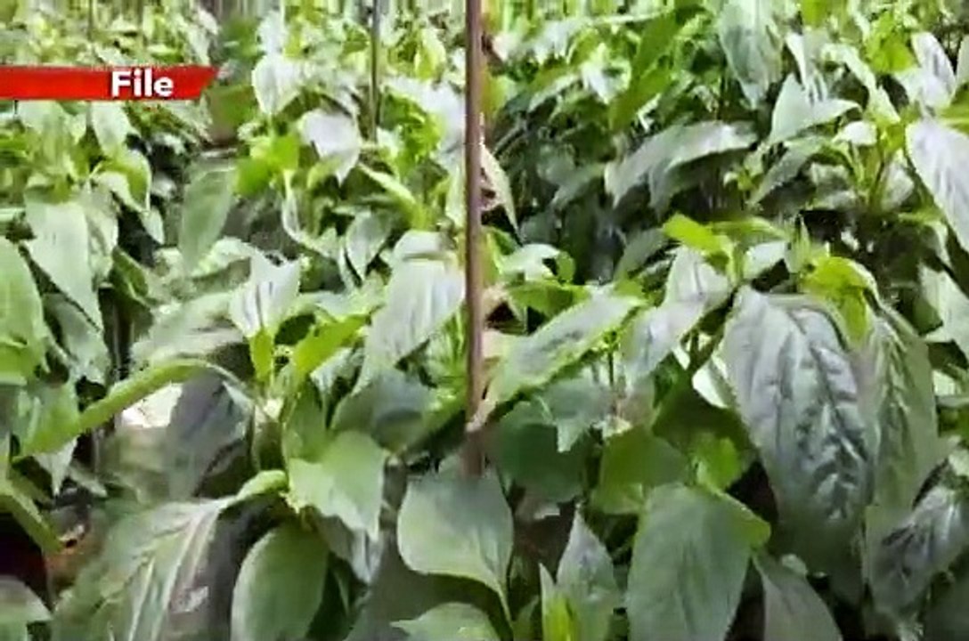 Green Thumb - 1