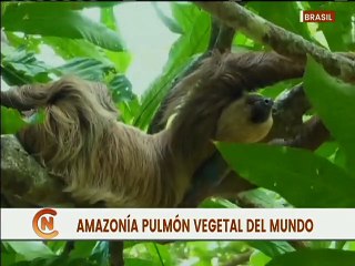 Download Video: Brasil | Amazonía es el hogar del 10% de todas las especias de animales y plantas del planeta