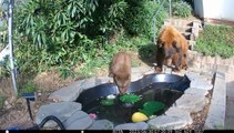 Maman ourse et son petit se baignent dans l'étang de l'arrière-cour