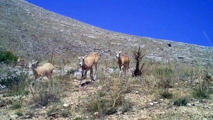 Sadece Türkiye'de yaşayan Anadolu yaban koyunu fotokapana yakalandı