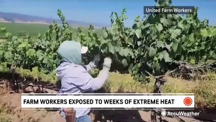 Farm workers are exposed to weeks of dangerous heat, study says