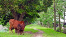 Paisagens da Fazenda 4k - Vacas Leiteras- Paisagens Tranquilas e Tranquilas Relaxantes