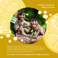 -ANDRÉS DE JESÚS VÉLEZ FRANCO- PRIMATES MÁS AMENAZADOS POR DEFORESTACIÓN (PARTE 1) (@AndresdeJesus90)