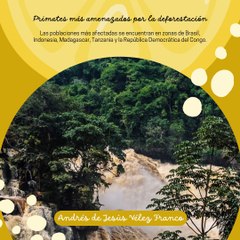 -ANDRÉS DE JESÚS VÉLEZ FRANCO- 25 ESPECIES DE PRIMATES EN LA LISTA DE PELIGRO (PARTE 2) (@AndresdeJesus90)