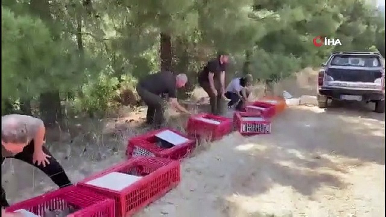 Kınalı keklikler yangın bölgelerine salındı